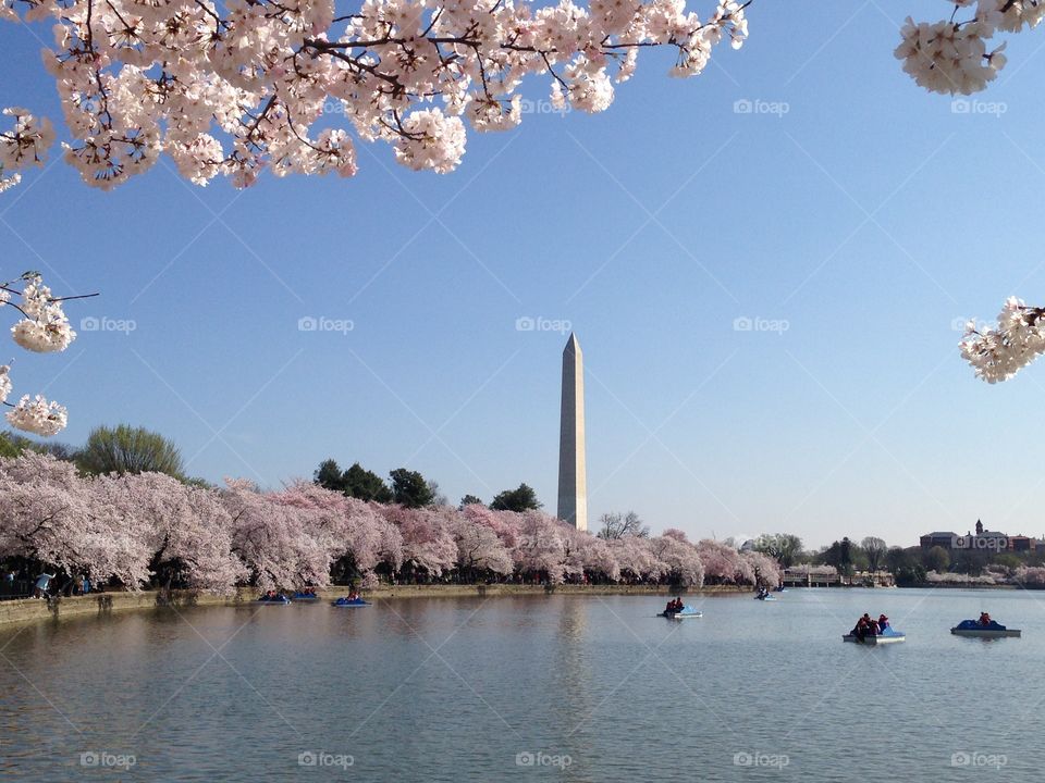 Washington DC cherry blossoms Washington monument
