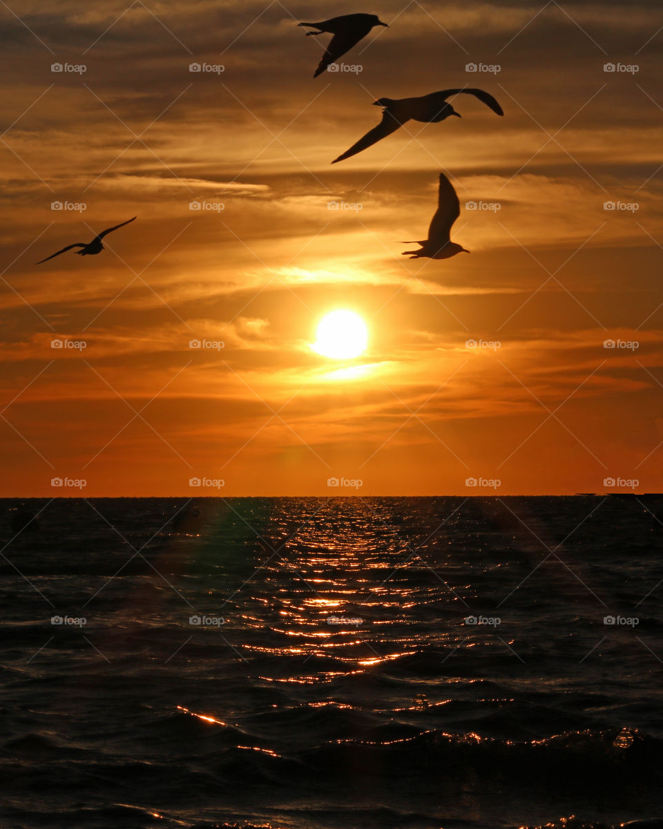 Seagulls on sunset