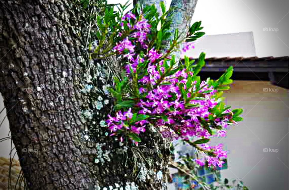 Orquídeas