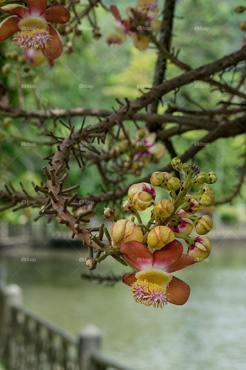 Cannonball Tree Flower