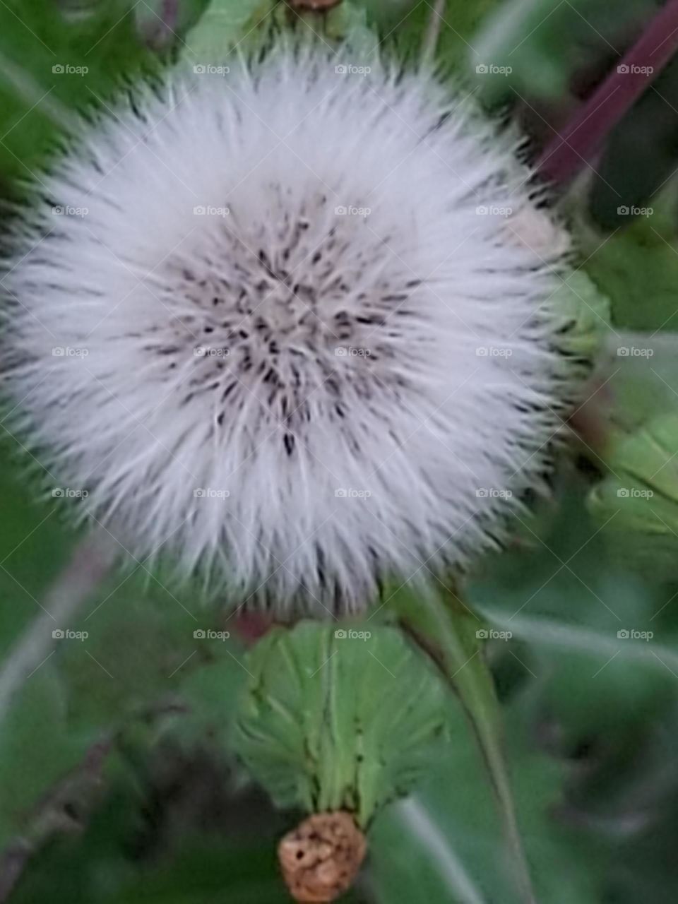 thistle gone to seed