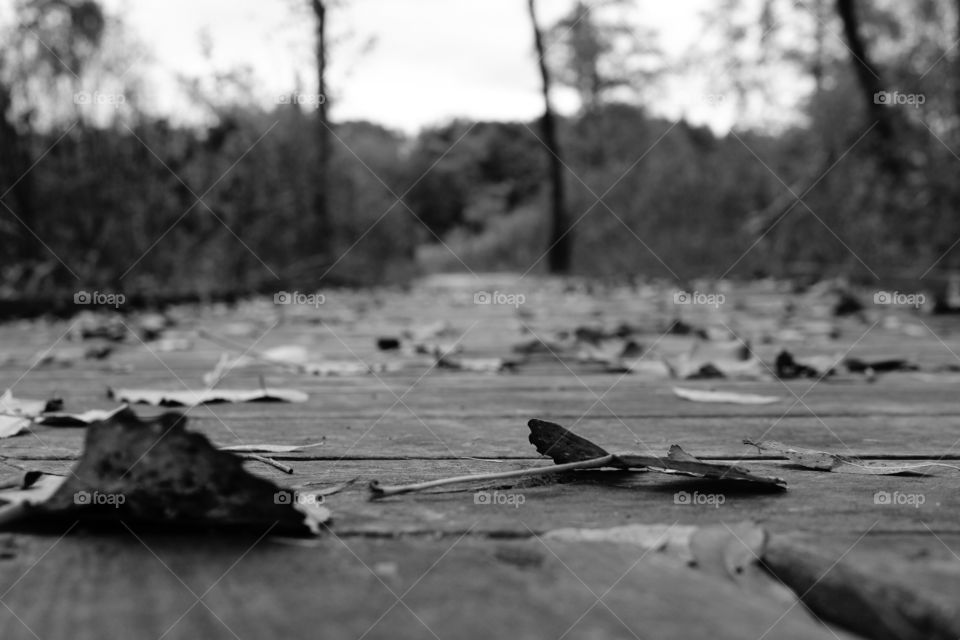 Leaves on a boardwalk