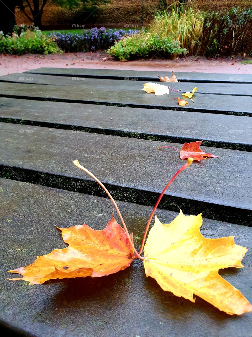 листопад    so Herbst