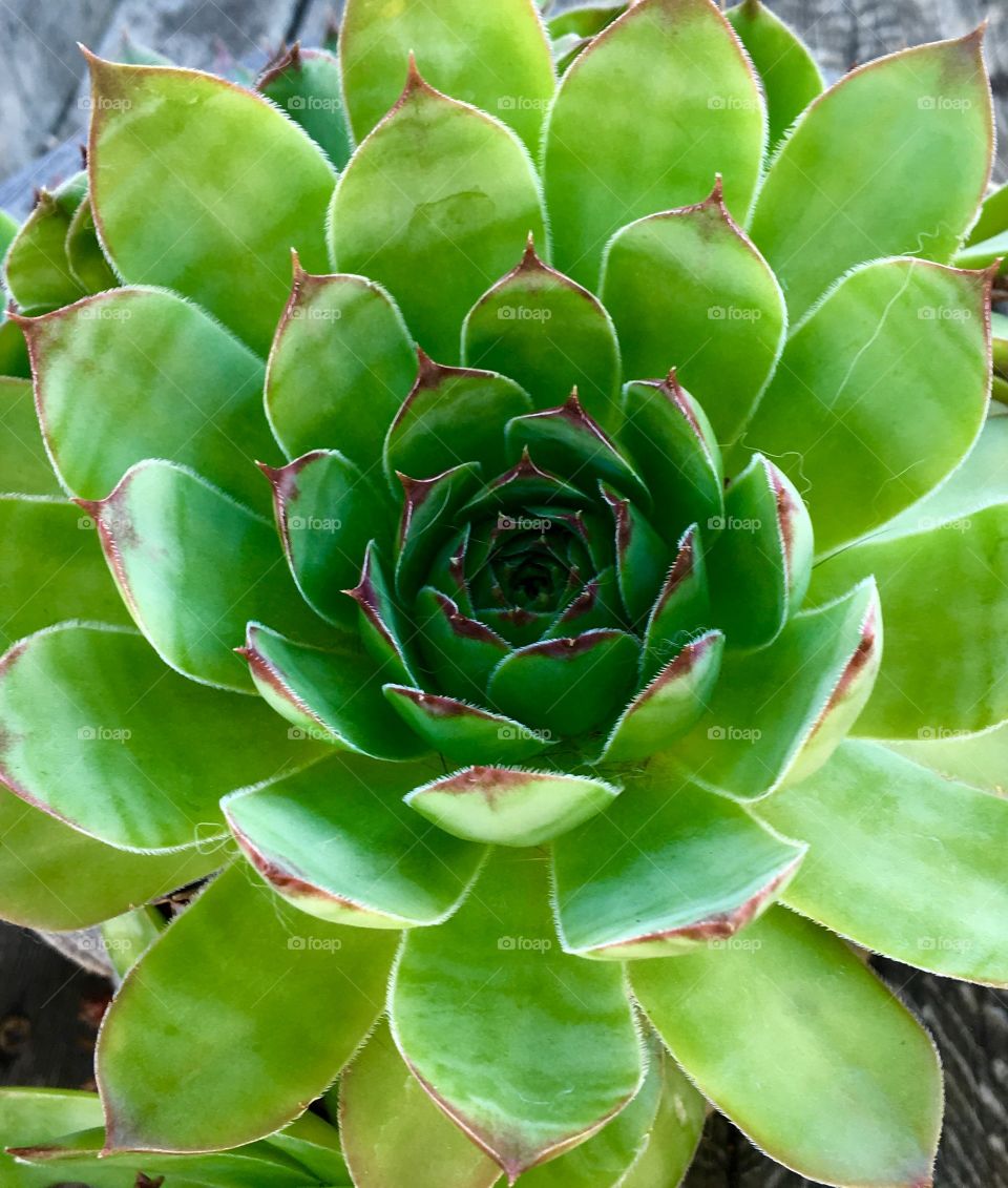 Summer succulent 