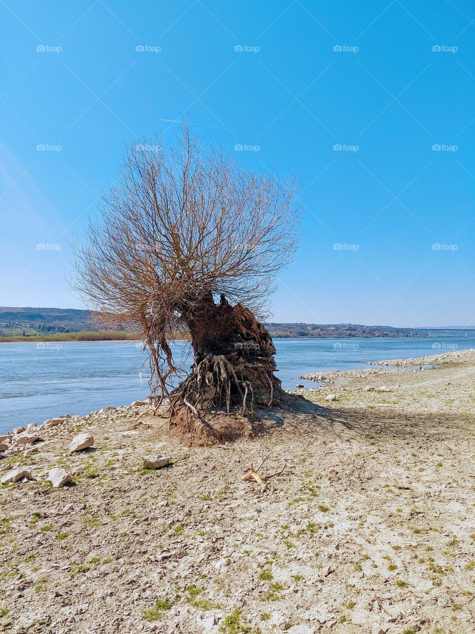 A tree with bare roots and branches by the river on impoverished land. Winter landscape