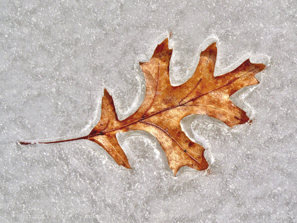 Frozen leaf 