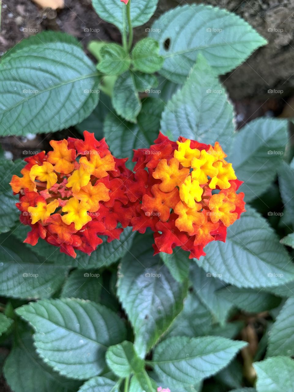 Beautiful common lantana flower blossom with red and yellow petals. Tropical plant.