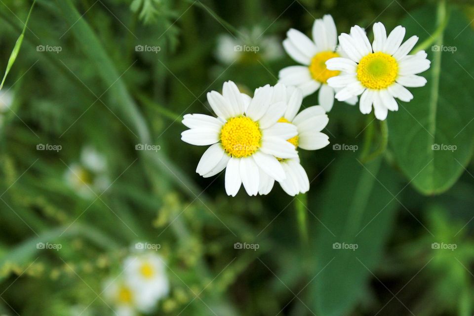 Yellow and white flowers