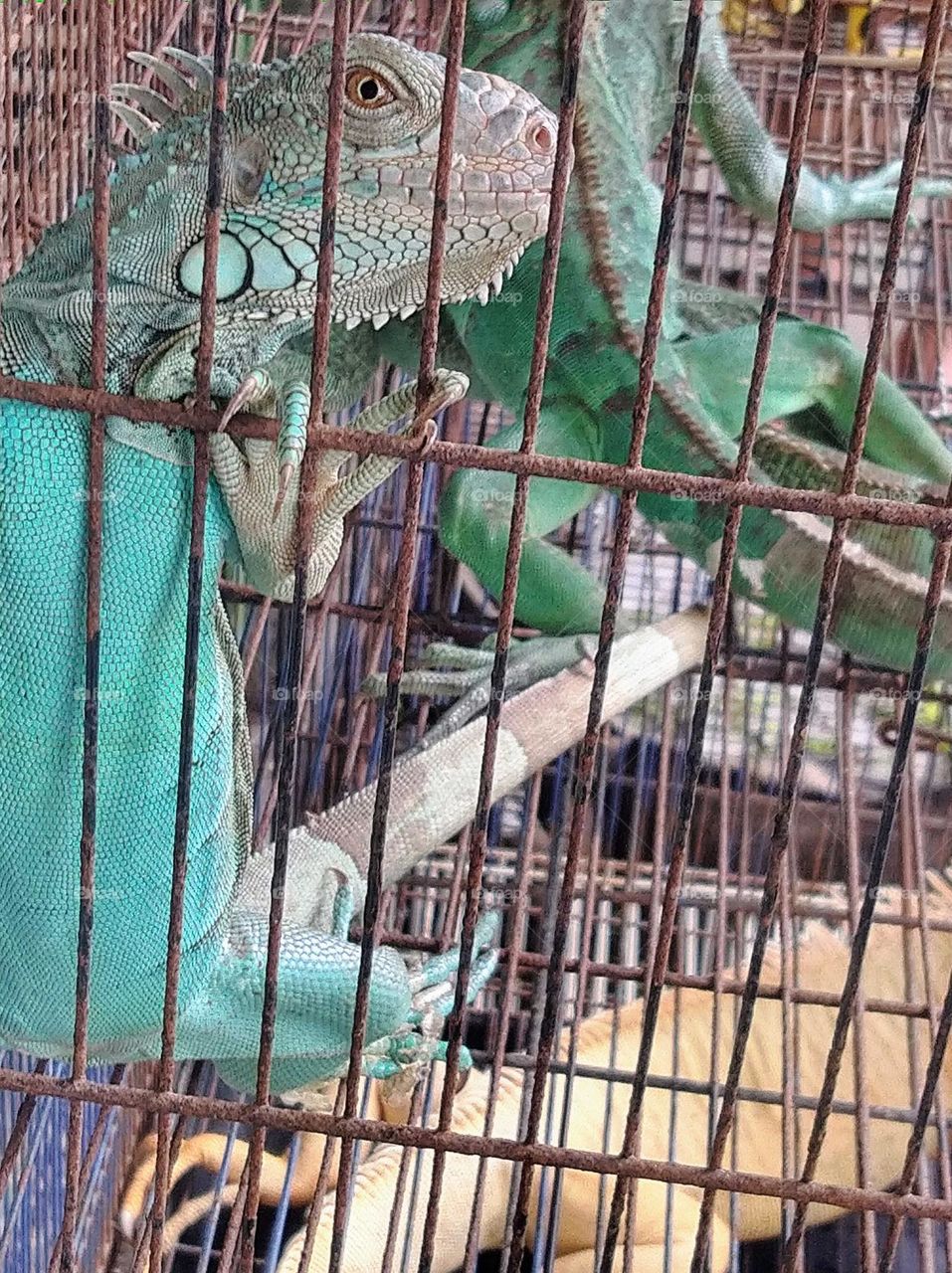 Several iguanas in an iron cage