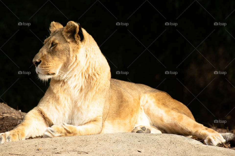 Lioness posing