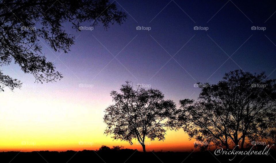 Silhouette of trees on a clear night
