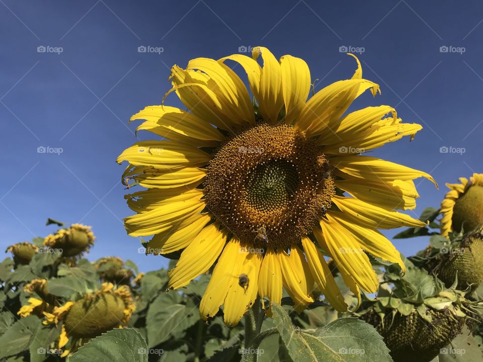 Sunflower 