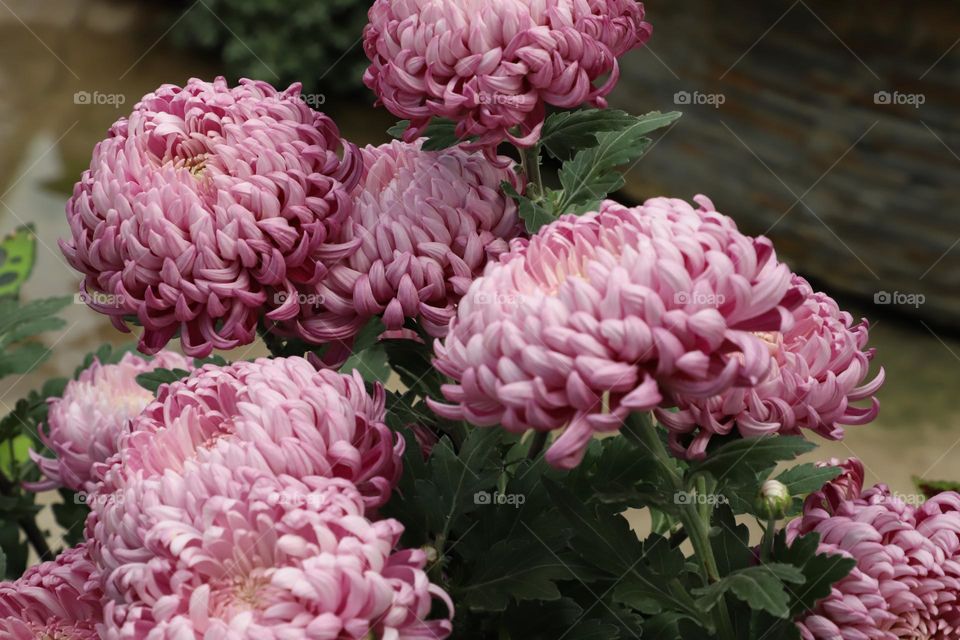 Pink autumn flowers 