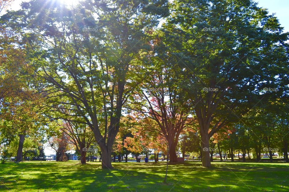 Tree, Leaf, Fall, Park, Landscape