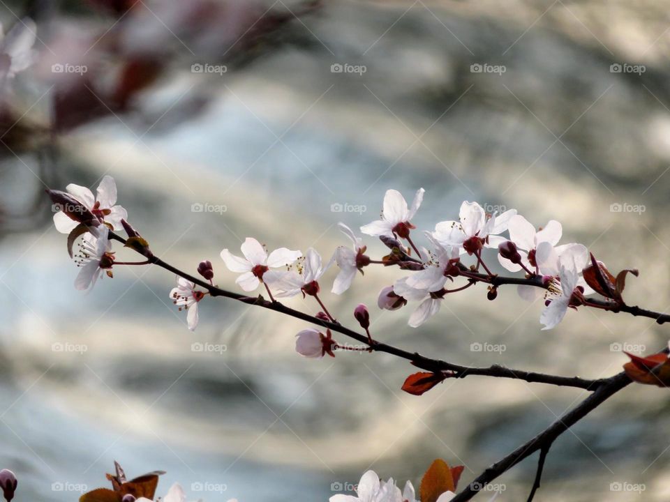 Spring blossom