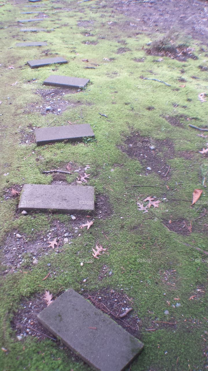 moss covered walk