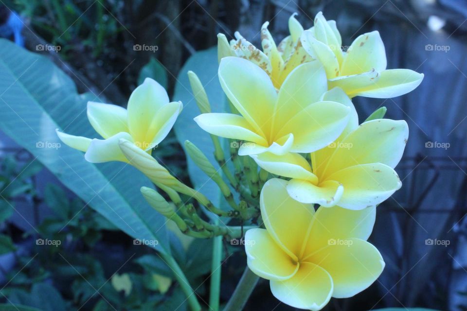yellow adenium closeup