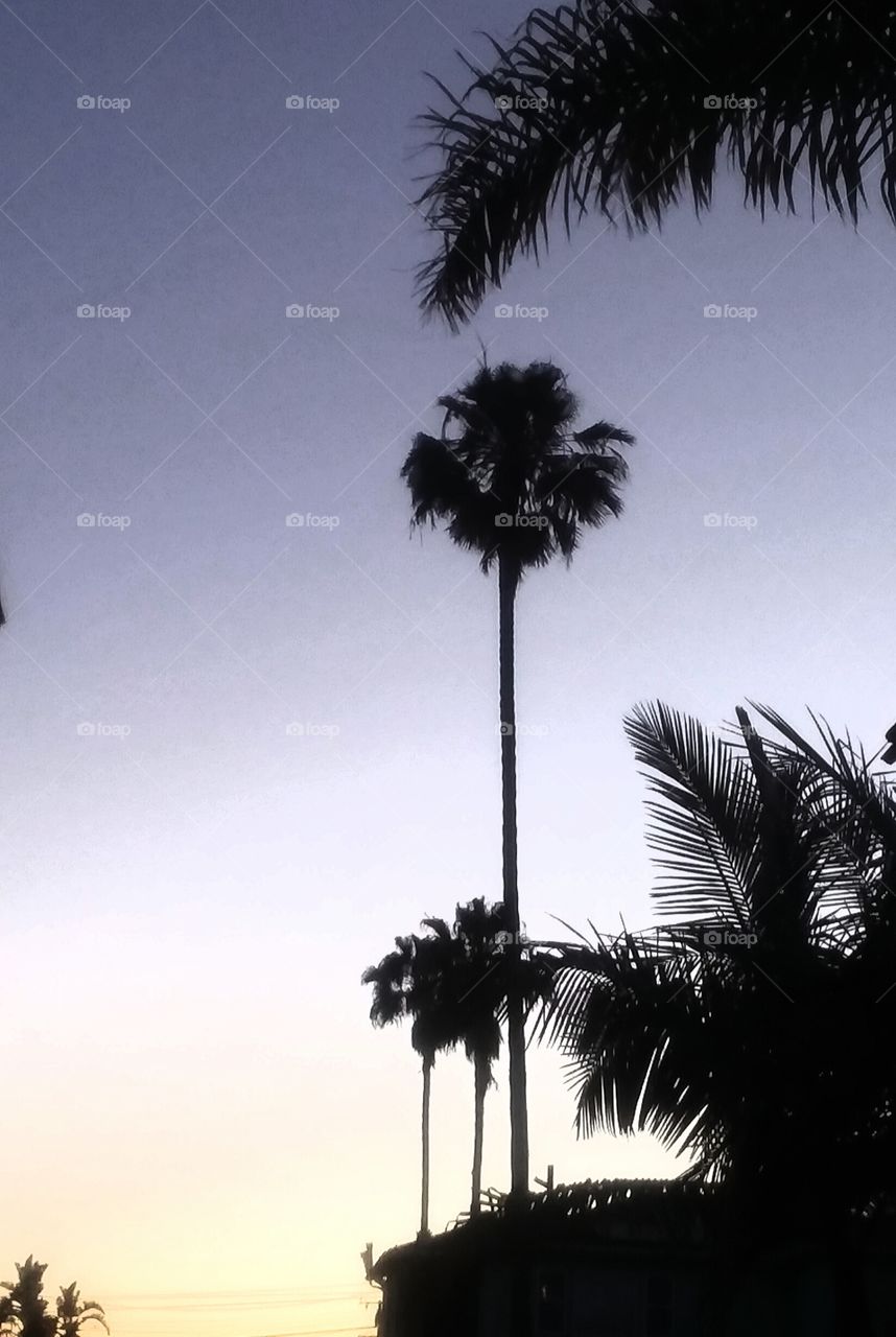 Palm Tree and Flora at Sunset
