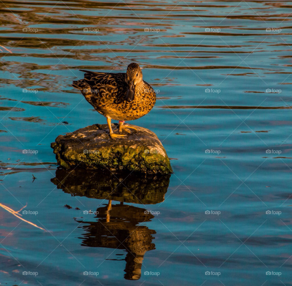 water lake reflection duck by rassilon