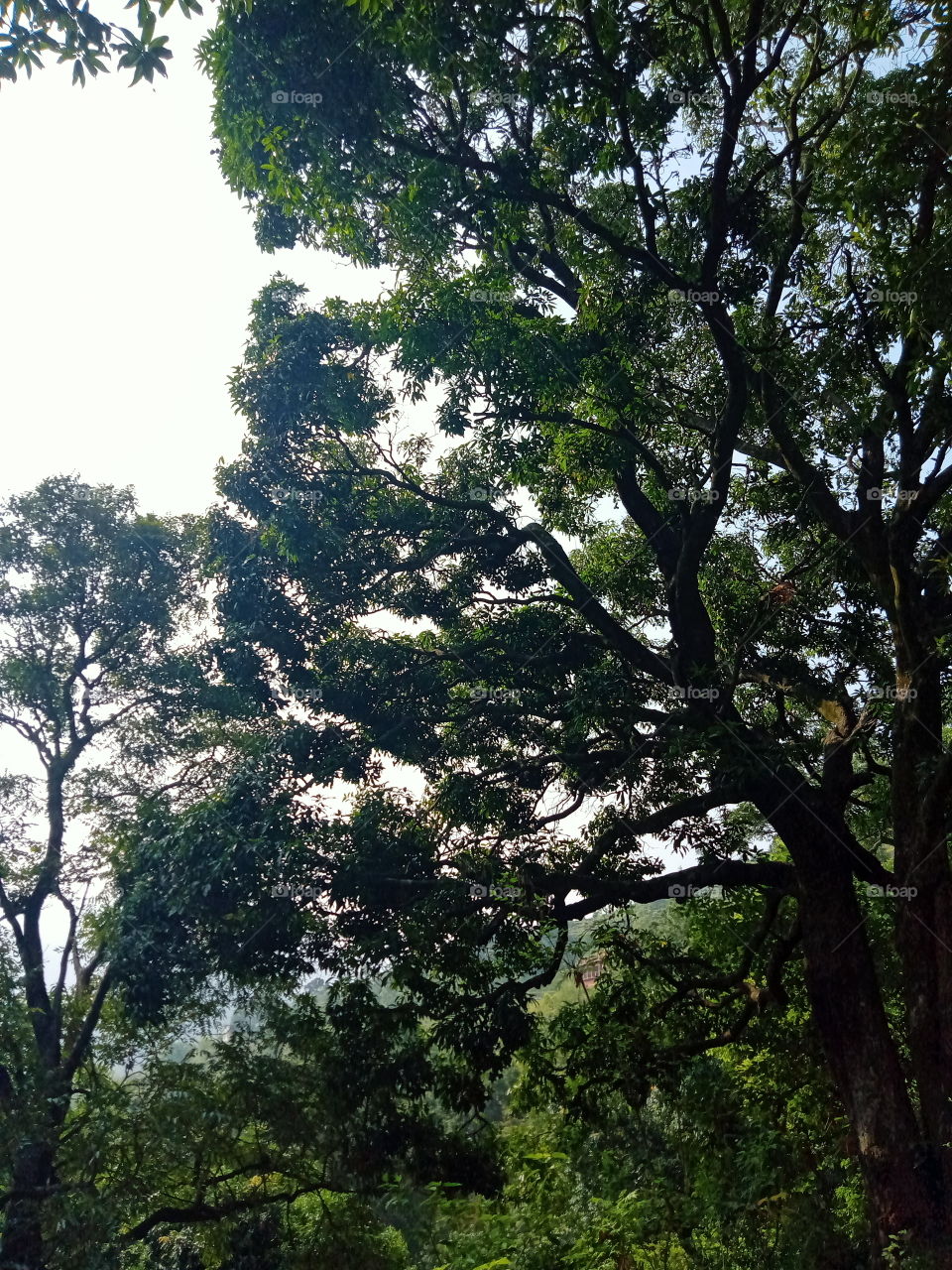 Stretching out in the sky