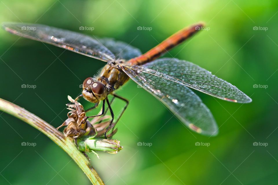 Macro shot of dragonfly