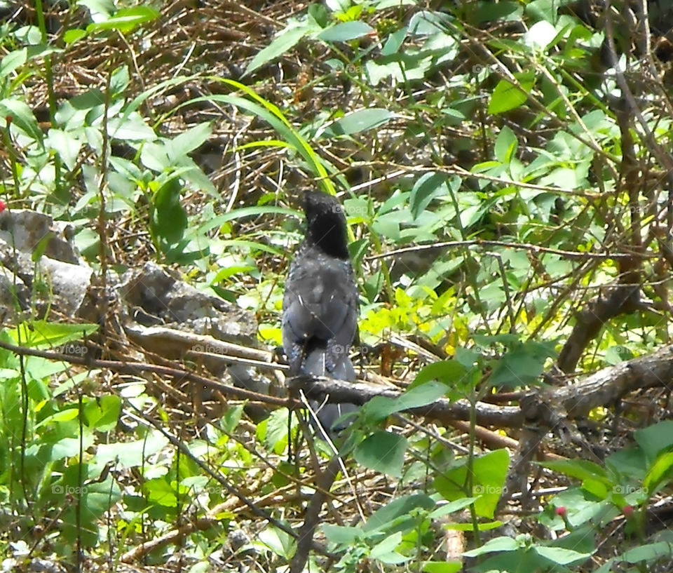 Black Bird