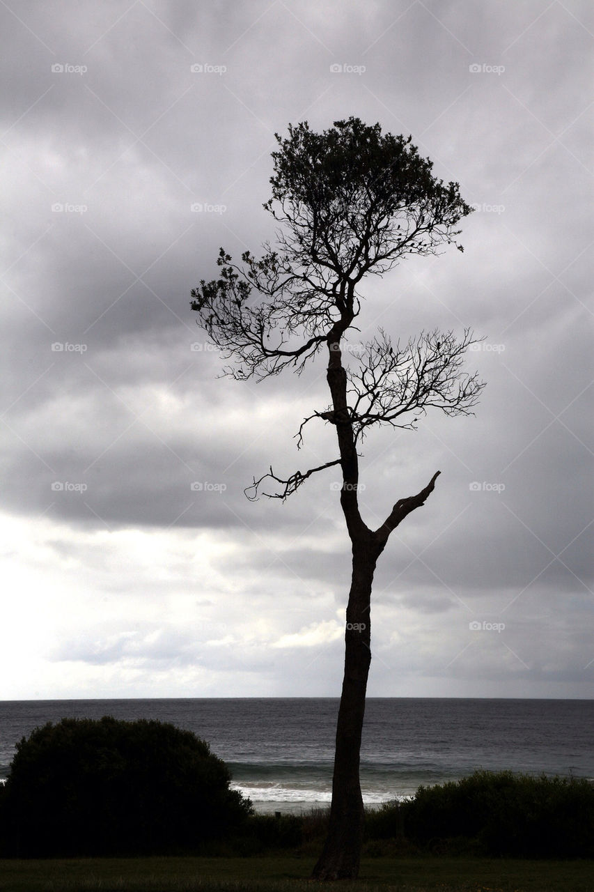 sky outdoor dark tree by king