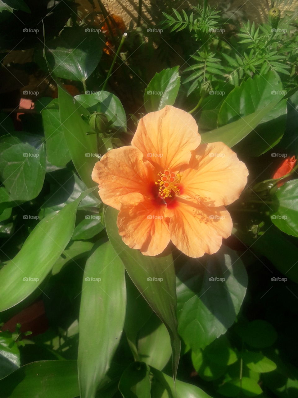 beautiful peach hibiscus flower