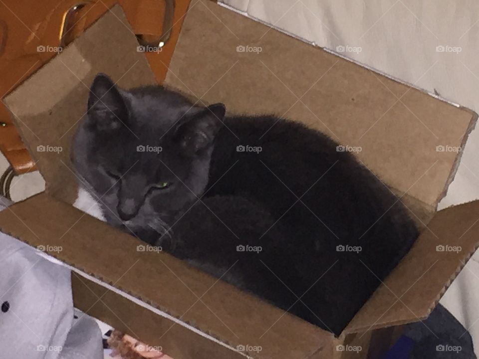 Lily in a box!