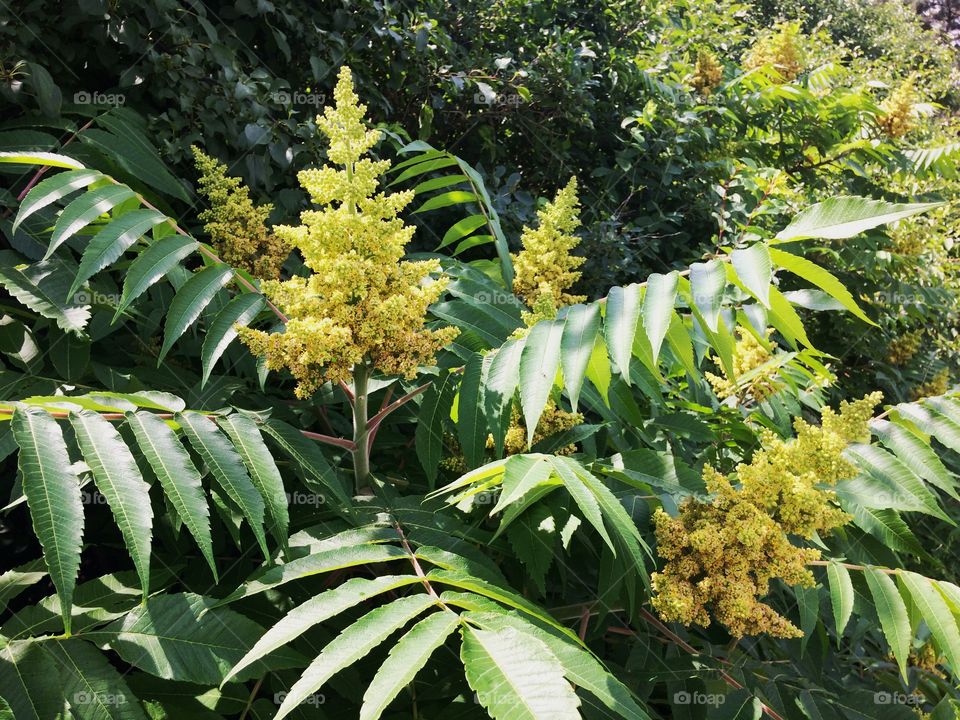 Sumac flowers 