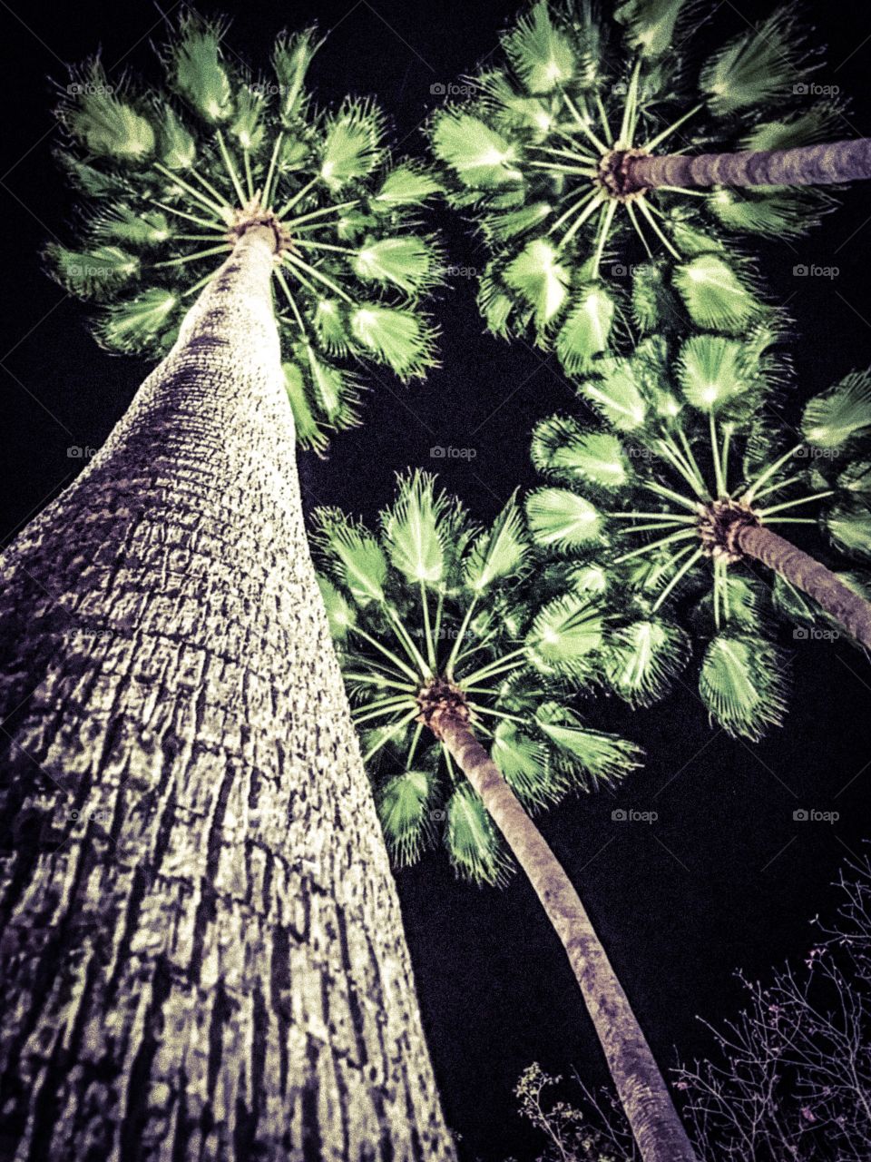 Palm trees at night looking up. 