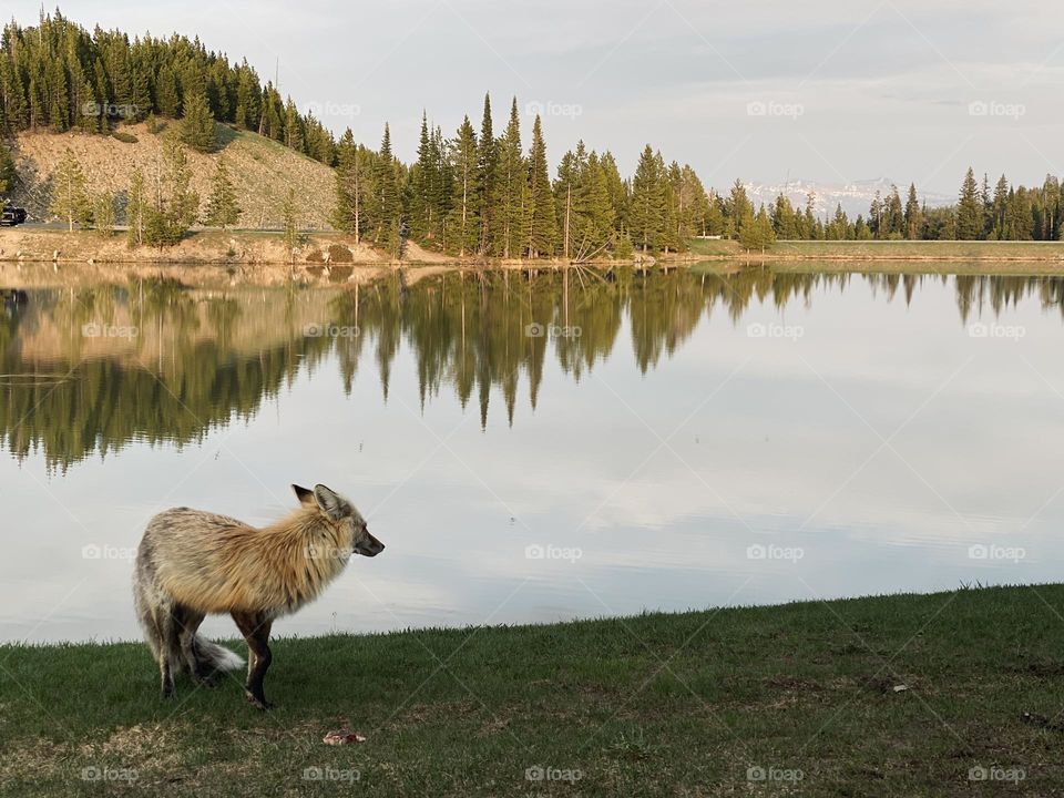 A fox checks its surrounding at a lake resort. 