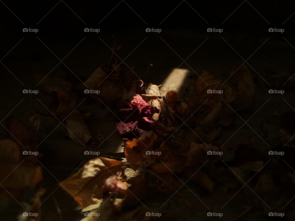 Roses fall in the autumn