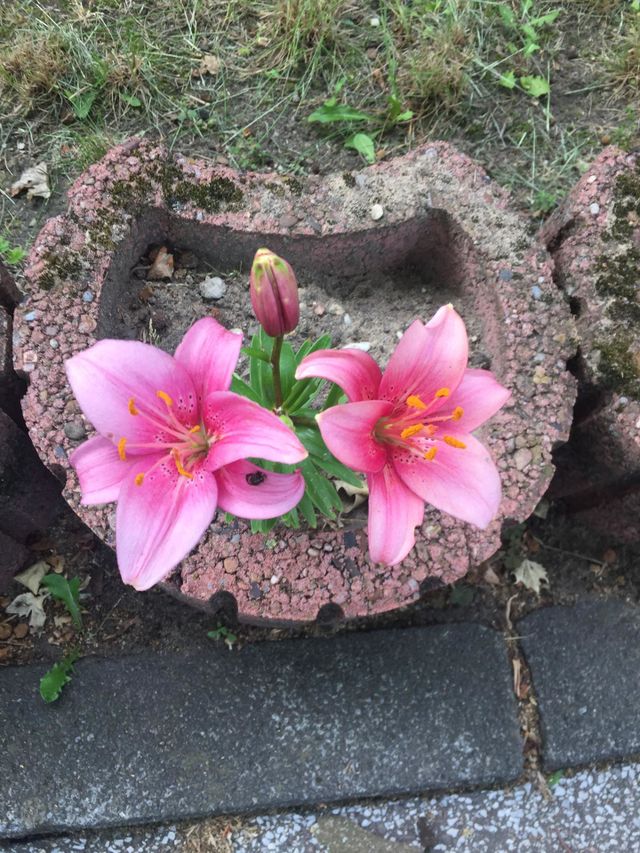 Blumen rosa 