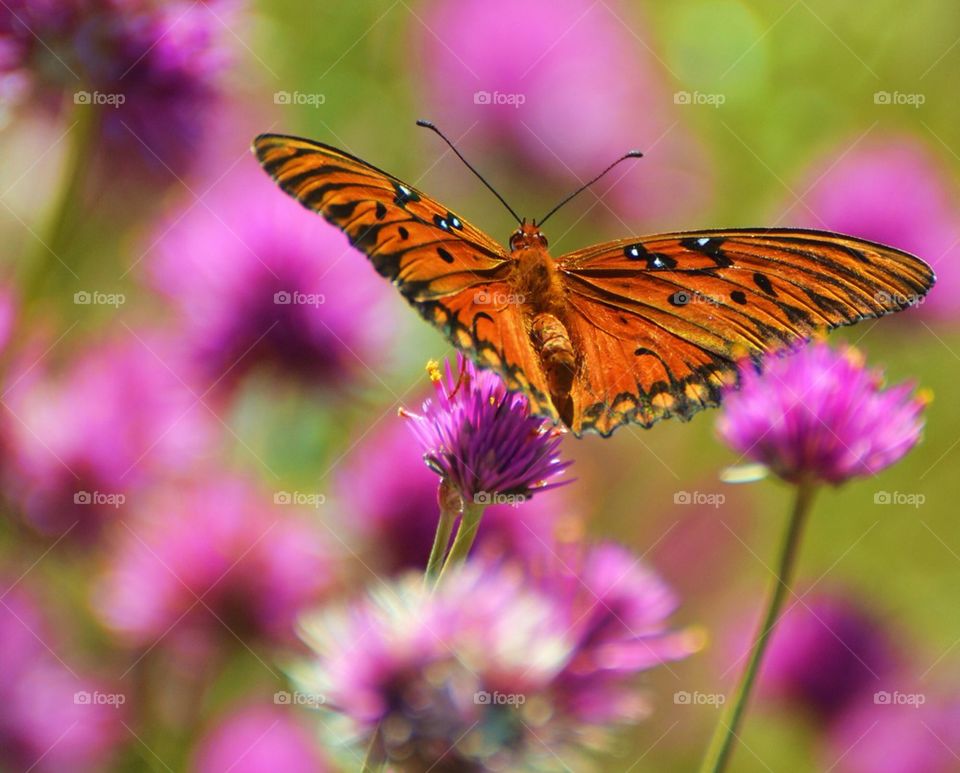 Orange Butterfly