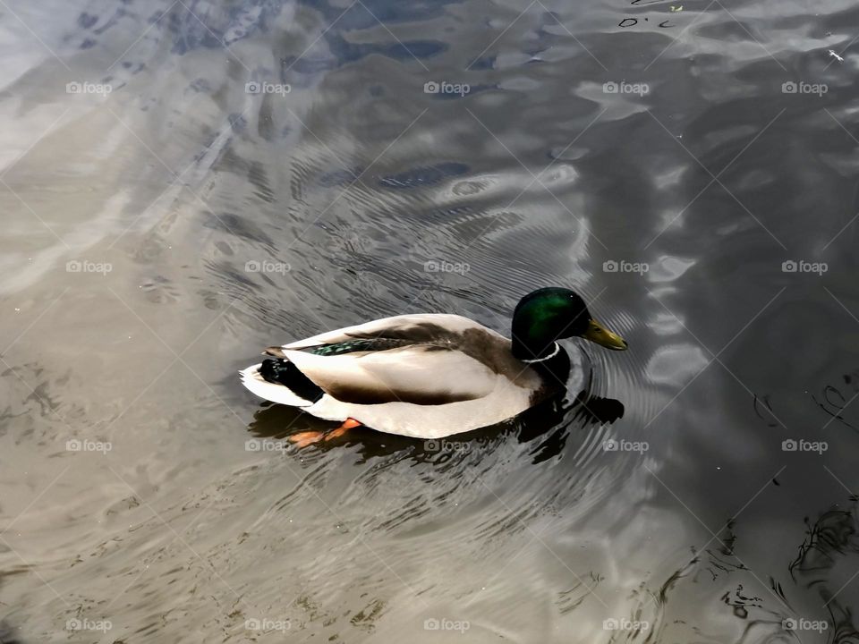 Magnificent Majestic Mallard Duck Swimming 