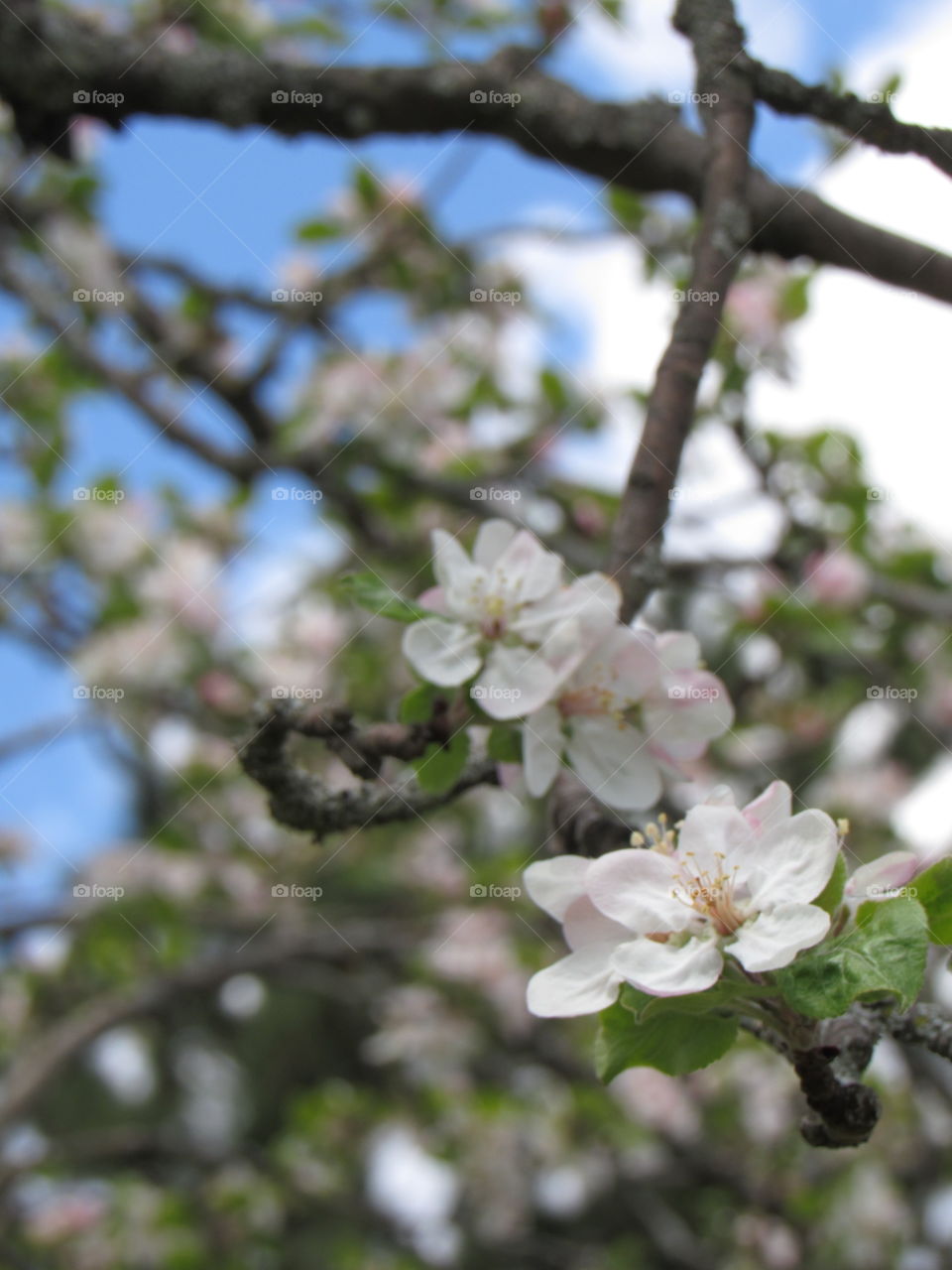 Apple blossoms 