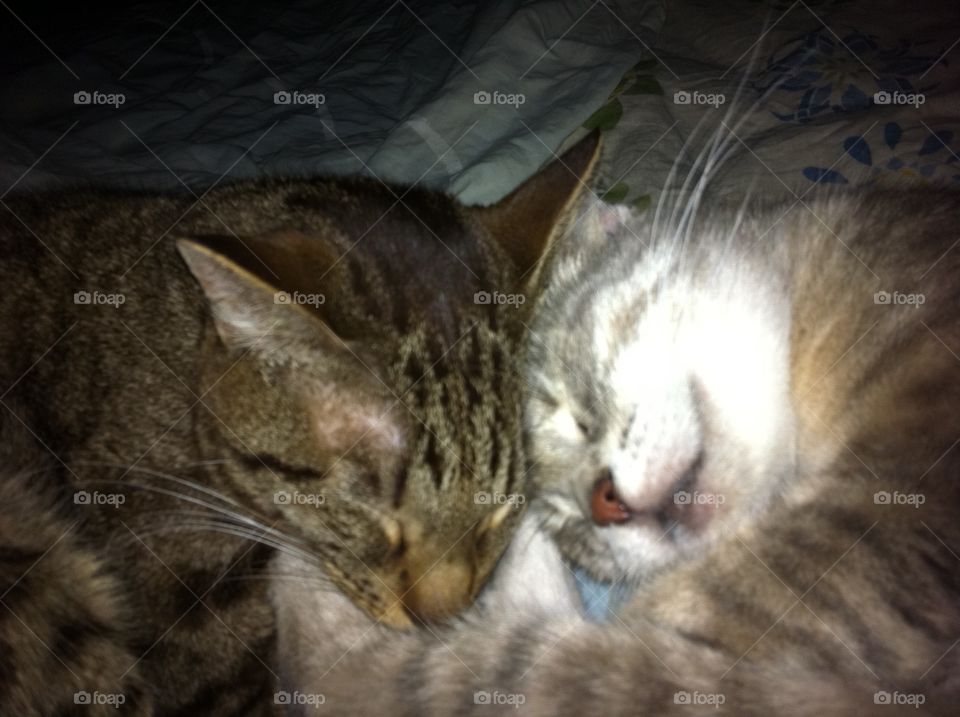 Two romantic dreaming cats.