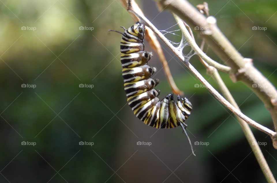 florida bug hanging caterpillar by cwassi