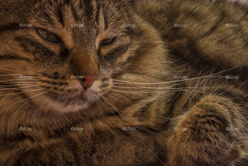 Close-up of a cat, sleeping with the eyes half open