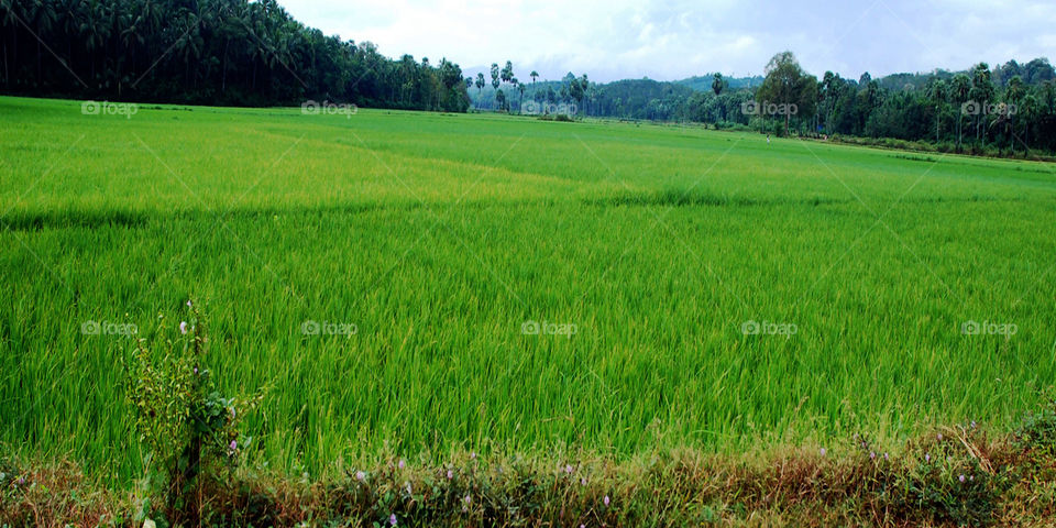 paddyfield