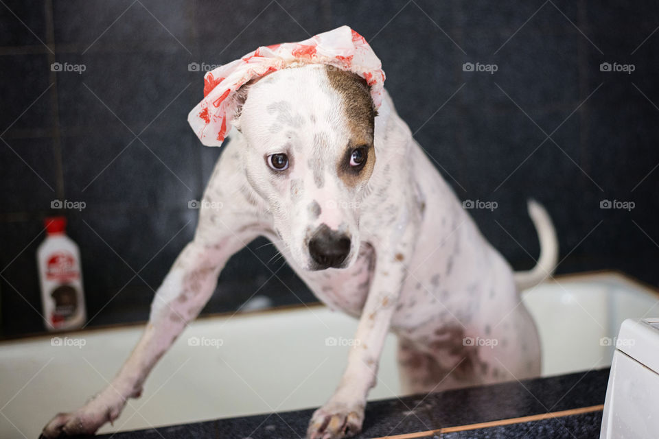 Dog in Shower Cap