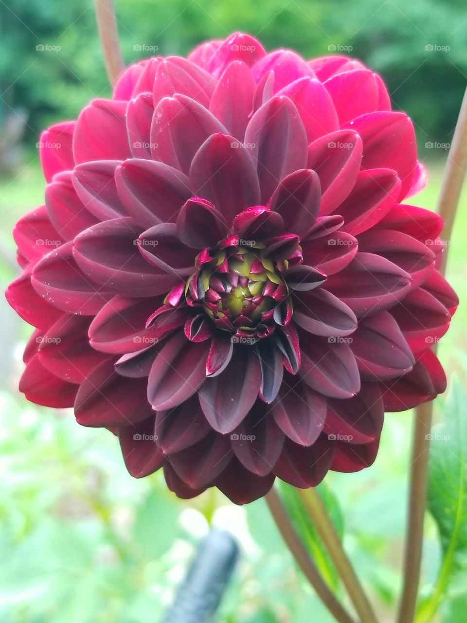 Beautiful burgundy, red colored Dahlia flower