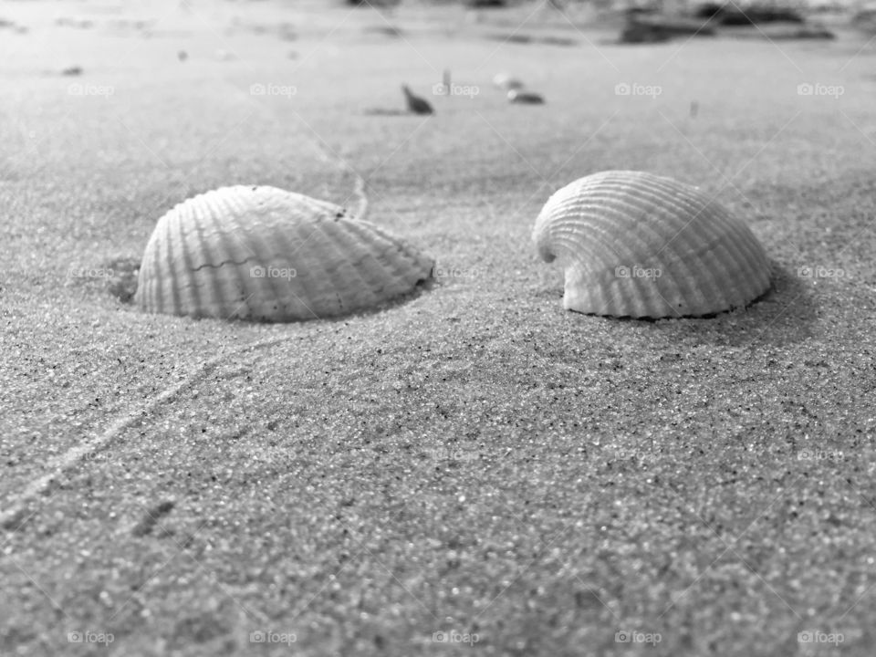 Shells