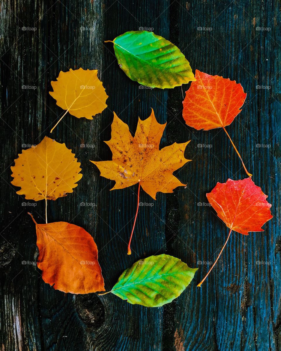 Leaf, Fall, Nature, Color, Flora