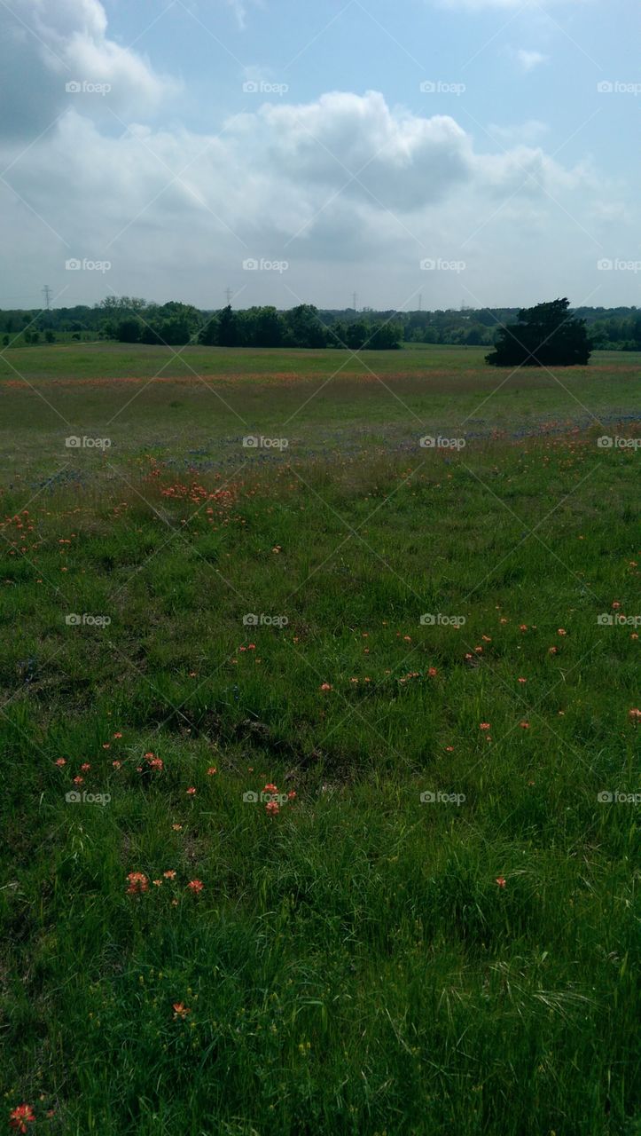 Bluebonnets & Indian Paintbrushes.