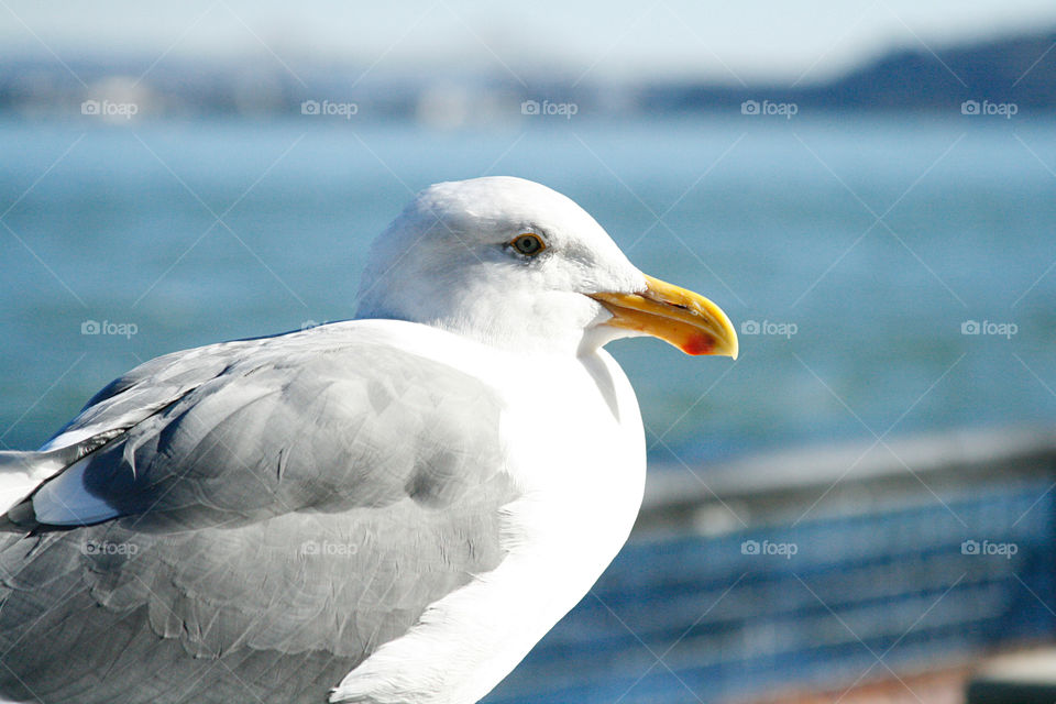 Seagull 