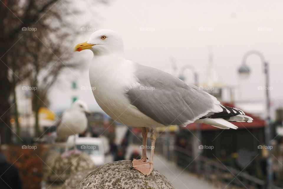 Seagull. Warnemünde, Germany