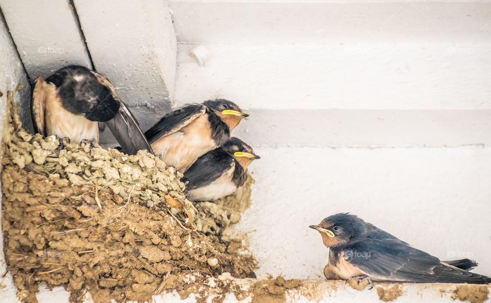 Swallows In Nest
