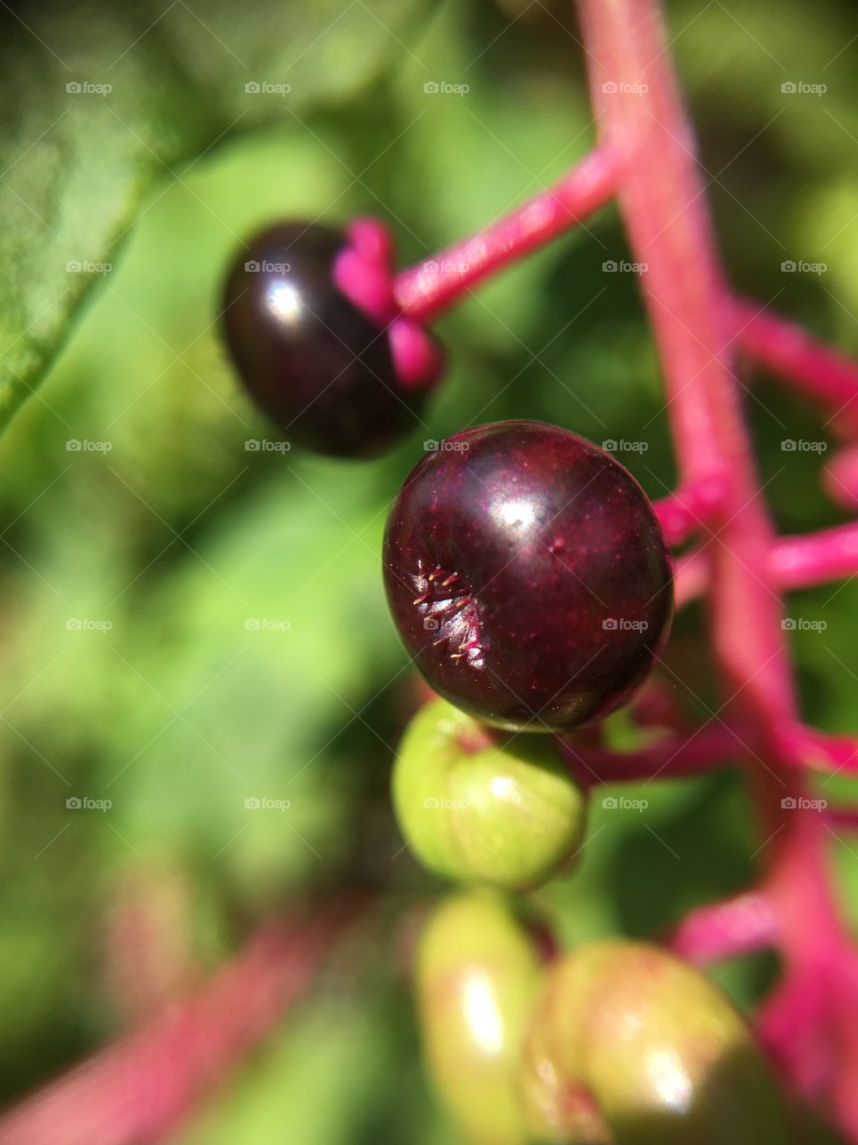 Poke berries